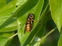 Yorkshire wasp control 376591 Image 1